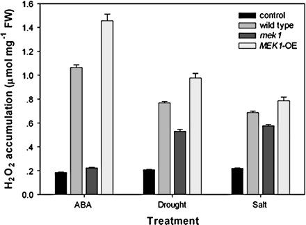 AtMEK1 mediates stress-induced H2O2 production and might be a mediator in ABA-triggered H2O2 production in guard cells. ABA-, water deficit-, and salt-induced H2O2 accumulation in wild-type and AtMEK1 mutant plants. Wild-type, AtMEK1 mutant, and AtMEK1 over-expressing seedlings were treated with 100 μM ABA, 300 mM NaCl, or drought and then H2O2 accumulation was assayed (detailed in the Materials and methods). All experiments were repeated three times using samples from independent treatments.