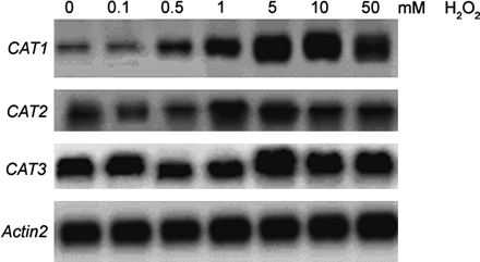 Response of the Arabidopsis CAT genes to 12 h treatment with H2O2. Seedlings were treated with increasing concentrations of H2O2 and CAT gene transcripts in leaves were detected after hybridization with 32P-labelled CAT1, 2, and 3 gene-specific probes, respectively. Equal loading of the gels was confirmed by Actin2.
