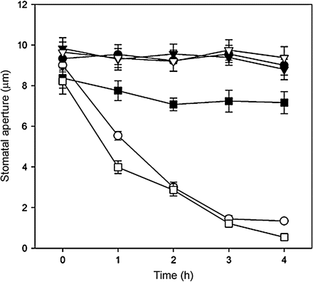 The effects of ABA on stomatal closure in guard cells of wild-type, mek1 null, and over-expressing Arabidopsis plants. Isolated epidermis of Arabidopsis was incubated in MES–KCl for 3 h under conditions promoting stomatal opening and were then transferred to fresh MES-KCl containing no ABA (open circles) and 1 μM ABA (filled circles) in the wild type; no ABA (open triangles) and 1 μM ABA (filled triangles) in mutants mek1; no ABA (open squares) and 1 μM ABA (filled squares) in over-expressing plants for only another 4 h. Stomatal apertures were determined with a project microscope at 1 h intervals during the 4 h incubation. Each assay was repeated three times. The data were presented as means of 150 measurements ±SE.