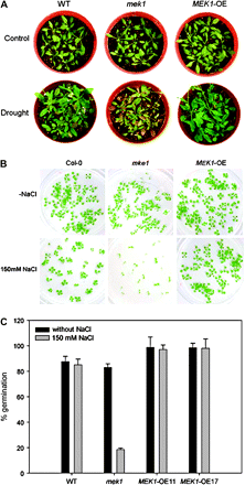 Phenotypic analysis of mek1 null and over-expressing lines. (A) Different drought tolerance. Watering was withheld from 3-week-old plants for 23 d before the photographs were taken. (B) Different salt tolerance. Germination of wild-type (Col-0), mek1 null, and AtMEK1 over-expressing plants was tested on agar plates without and with 300 mM NaCl. Germination was visually scored 10 d after putting plants into the light. (C) Statistical analysis of germination of wild-type (Col-0), mek1 null, and AtMEK1 over-expressing plants OE11 and OE17 on salt-containing media.