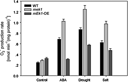 O2·− production rate after ABA, drought, and salt treatment in wild-type, mek1 null, and AtMEK1 over-expressing plants.