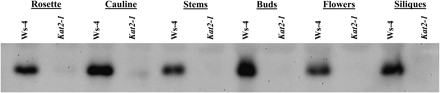 Western blot analysis for KAT2 protein expression in wild-type and kat2-1 organs. Protein extracts were prepared from rosette and cauline leaves, stems, buds, primary flowers, and young siliques. For each sample, 10 μg of total protein was used for SDS–PAGE and immunoblot analysis using antibodies raised against KAT2.