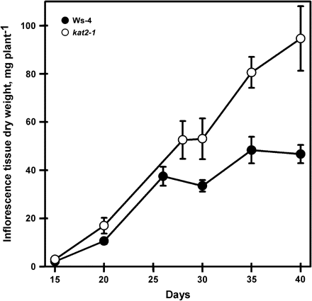 Dry weight of inflorescence tissue produced during plant development. The dry weight of inflorescence tissue from individual plants was determined after removal of leaves and siliques at each harvest for both wild-type and kat2-1 plants. All data represent the mean ±SE (n=10).
