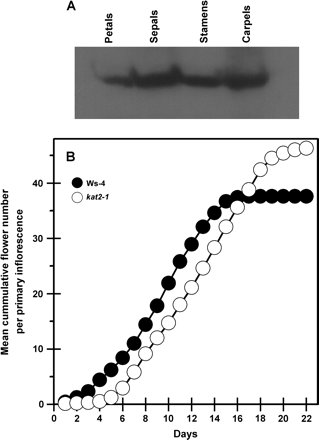KAT2 protein expression in wild-type flowers and flower production on the primary inflorescence. (A) Expression of the KAT2 protein in wild-type floral organs. For each sample, 10 μg of total protein was used for SDS–PAGE and immunoblot analysis using antibodies raised against KAT2. (B) Cumulative flowering on the primary inflorescence. At the onset of flowering, the total number of flowers to open each day in a population of 14 plants was recorded for the wild type and kat2-1. All data represent the population mean (n=14).