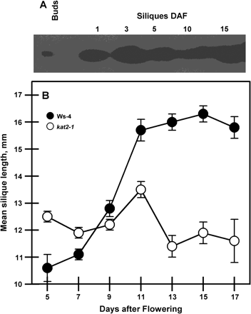 Silique development. (A) Expression of KAT2 protein in buds and developing siliques at increasing days after flowering (DAF). For each sample, 10 μg of total protein was used for SDS–PAGE and immunoblot analysis using antibodies raised against KAT2. (B) Changes in silique length during their development on the primary inflorescence. All data represent the mean ±SE (n=10).