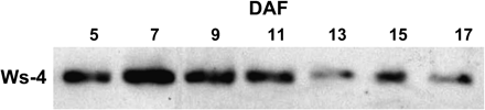 Expression of KAT2 during ovule development. Ovules were removed from siliques of known developmental age at increasing days after flowering (DAF). For each sample, 10 μg of total protein was used for SDS–PAGE and immunoblot analysis using antibodies raised against KAT2.