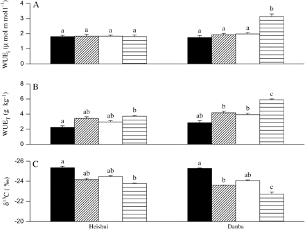 The instantaneous water use efficiency (WUEi) (A), the transpiration efficiency (WUET) (B), and the carbon isotope composition (δ13C) (C) in two contrasting populations of P. asperata as affected by an exogenous ABA application. Heishui, the population from a wet climate region; Danba, the population from a dry climate region. The values not sharing the same letters are significantly different (P <0.05) according to Tukey's test. The vertical lines represent SE. The values are means ±SE, n=5 for WUEi, n=10 for WUET and δ13C. Treatments: non-ABA application+well-watered (black area), non-ABA application+water deficit (diagonal lined area), ABA application+well-watered (white area), ABA application+water deficit (transverse lined area).