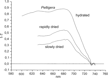 Absorption spectra (1–T) of hydrated and dried Peltigera neckeri as measured in reflection.