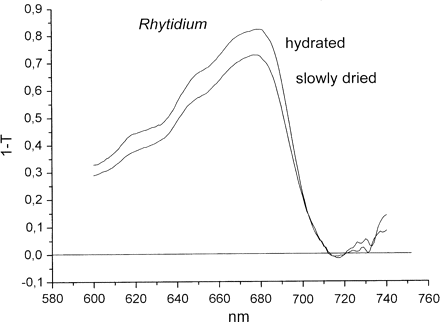 Absorption spectra (1–T) of hydrated and dried Rhytidium rugosum as measured in reflection.