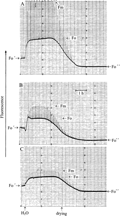 Modulated chlorophyll fluorescence of the chlorolichen Parmelia sulcata (A), the cyanolichen Peltigera neckeri (B), and the moss Rhytidium rugosum (C). Very strong light pulses (1 s) were given every 500 s.. After rapid desiccation of the organisms, basal fluorescence was at a low Fo′ level. Light pulses caused small fluorescence responses. Hydration increased fluorescence to the levels Fo and Fm. Slow desiccation suppressed both levels towards Fo″. For explanation, see text.