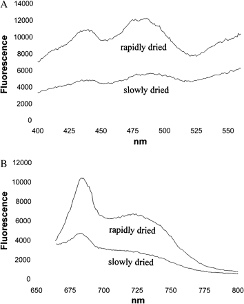 Fluorescence excitation spectra (A) of a thallus of Parmelia sulcata and fluorescence emission spectra (B) of Rhytidium rugosum after rapid drying (upper spectra) or after slow drying (lower spectra). Before drying in the dark, the hydrated organisms had been predarkened for 1 d.