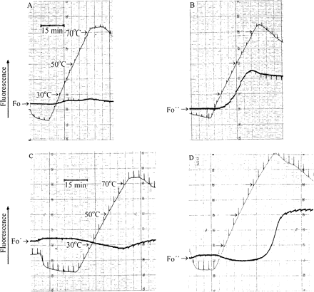 Simultaneous recordings of temperature and fluorescence of desiccated Parmelia sulcata (A, B) and desiccated Rhytidium rugosum (C, D). The temperature was first decreased and then increased. Strong 1 s light pulses were given every 200 s to monitor variable fluorescence. Pulse-induced fluorescence changed direction as the temperature was increased. (A, C) The lichen and the moss had been rapidly dried in vacuo. (B, D) The lichen and the moss were slowly desiccated as shown in Fig. 3. Simultaneous responses of temperature and fluorescence to brief light pulses show that the fluorescence trace is slightly displaced to the left of the temperature trace.