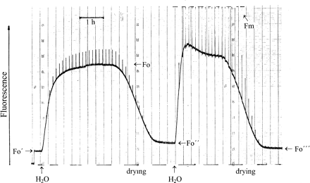 Modulated chlorophyll fluorescence of Parmelia sulcata. Fo′ shows fluorescence of the sun-dried lichen, Fo″ after hydration and slow drying in semidarkness, Fo″′ after a second hydration and slow drying in continuous light (PPFD=140 μmol m−2 s−1). 1 s light pulses given every 500 s had PPFD=2 μmol m−2 s−1 (first hydration) and 12 000 μmol m−2 s−1 (second hydration). PPFD in ‘Semi-darkness’ was 0.04 μmol m−2 s−1. For explanation, see text.