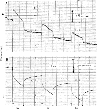 Responses of modulated chlorophyll fluorescence of Parmelia sulcata (A) and Rhytidium rugosum (B) to 1 min cycles of strong illumination (PPFD=12 000 μmol m−2 s−1).