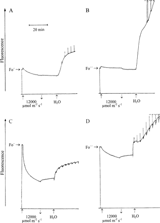 Responses of modulated chlorophyll fluorescence of Parmelia sulcata (A, B) and Rhytidium rugosum (C, D) to 20 min strong illumination and to hydration in semi-darkness. 1 s light pulses (PPFD=12 000 μmol m−2 s−1) produced transient effects on fluorescence as shown in the trace. (A, C) the organisms had been rapidly dried; (B, D) the organisms had been slowly dried. For effects of rapid and slow drying, see also Figs 1–5.