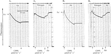 Effects of the gas atmosphere on responses of modulated chlorophyll fluorescence of rapidly dried Parmelia sulcata (A1, A2) and Rhytidium rugosum (B1, B2) to prolonged strong illumination.