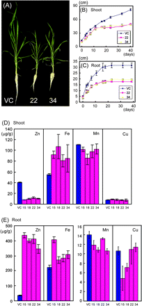 Phenotype of 35S-OsZIP4. (A) Photograph of the vector control (VC) and 35S-OsZIP4 (22, 34) grown in hydroponic culture for 4 weeks. (B) Shoot length of the VC and 35S-OsZIP4 lines (22, 34). Rice plants were grown for 2 weeks in MS medium and then transferred to hydroponic culture (mean ±SD, n=6). (C) Root length of VC and 35S-OsZIP4 lines (22, 34). Rice plants were grown for 2 weeks in MS medium and then transferred to hydroponic culture (mean ±SD, n=6). (D) Zn, Fe, manganese, and copper concentration in the VC and 35S-OsZIP4 (15, 18, 22, 34) in shoots (mean ±SD, n=6). (E) Zn, Fe, manganese, and copper concentration in the VC and 35S-OsZIP4 (15, 18, 22, 34) in roots (mean ±SD, n=6).