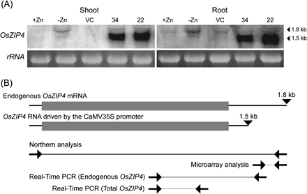 Expression pattern of OsZIP4. (A) Transcript levels of the endogenous OsZIP4 (1.8 kb) and OsZIP4 driven by the CaMV 35S promoter (1.5 kb) in shoots and roots of the vector control (VC) and 35S-OsZIP4 (34, 22) grown under control conditions. A 10 mg aliquot of total RNA was used for northern analysis. OsZIP4 transcripts in shoots and roots of wild-type plants grown under control conditions (+Zn) or zinc-deficient conditions (–Zn). (B) Probes and primers used for northern analysis, microarray analysis, and quantitative real-time RT-PCR.