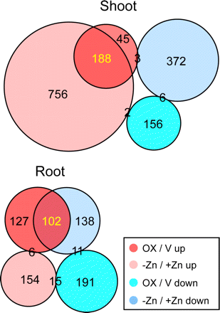 Microarray analysis of 35S-OsZIP4. The ratios of 2-fold more up-regulated genes in 35S-OsZIP4 compared with vector controls (VCs) are presented (‘OX/V up’). The ratios of 2-fold more down-regulated genes in 35S-OsZIP4 plants compared with VCs are presented (‘OX/V down’). The 2-fold higher or lower induction ratios of non-transgenic plants were calculated as the relative increases (‘–Zn/+Zn up’) or decreases (‘–Zn/+Zn down’) in expression under conditions of Zn deficiency compared with the expression under control conditions. The ratios are the means of two independent replicates.