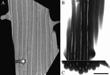 Three views of the same root segment, immersed in CF solution, and imaged on the confocal microscope. (A) Reconstructed images of the root surface, showing epidermal cell files and several root hairs. (B) Optical section through the root tangential to the surface, showing several longitudinal apoplastic spaces filled with CF. (C) Transverse optical section, reconstructed from a z-series, showing epidermal and cortical cell layers and the CF-filled spaces at three-cell junctions. Scale bar=50 μm.