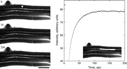 Fluorescence recovery after photobleaching an apoplastic space. Left: three stills from the sequence, showing the root initially, immediately after the bleach, and after recovery. Time in seconds is given at the upper left. The arrowhead indicates the apoplastic space to be bleached. Note that the spaces continue across the entire frame, but appear to end where they pass out of the focal plane. Scale bar=50 μm. Right: mean intensity versus time of the bleached space. Symbols are the measurements; the solid line shows the fit to the data using Equation 1. Bleach interval was from 4 s to 18 s. Inset: the white box shows the region whose intensity was measured.