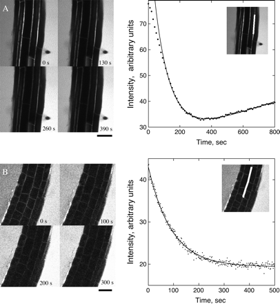 Fluorescence decay following perfusion with dye-free media. (A) Mature zone. Perfusion began approximately 45 s before recording. Left: stills showing the decrease in brightness in the apoplastic spaces. Right: mean intensity versus time of the region shown in the inset (white box is the region measured). Symbols are the measurements; the solid line shows the fit to the data using Equation 2. Intensity during the first ∼100 s deviates from mono-exponential behaviour. (B) Elongation zone. Perfusion began approximately 45 s before recording. Details as for (A). Intensity of the surrounding fluid increases gradually due to diffusion of CF out of the root. Scale bar=50 μm.