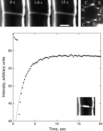 Fluorescence recovery after photobleaching a transverse wall between cortical cells in the mature zone. Top left: three stills from the sequence, showing the root initially, immediately after the bleach, and after recovery. Scale bar=10 μm. Top right: the same wall as seen face-on in a transverse optical section. Adjacent cells belong to the epidermis (E), cortex (C), and endodermis (N). Note that the two apoplastic spaces adjacent to the endodermis appear narrowed or blocked. Bottom: mean intensity versus time of the region shown in the inset. Symbols are the measurements; the solid line shows the fit to the data using Equation 3. Bleach interval was from 1 s to 1.5 s. Intensity during the first ∼2.5 s deviates from mono-exponential behaviour.