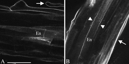 Confocal micrographs indicating hydrophobic cell wall modifications in the mature zone. (A) Berberine staining. Note the stained epidermis, and root hair (arrow). (B) Autofluorescence. The arrow indicates the outer cell wall of the epidermis. Arrowheads indicate the presumptive Casparian strip. En indicates endodermis. Scale bar=50 μm.