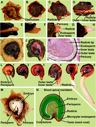 Structure of mature fruits and seeds of Beta vulgaris. (A–H) Visible events during the incubation of sugar beet fruits in water: (A) Dry fruit. (B, E) Operculum opening; note that the radicle tip is still enclosed by the micropylar endosperm and the inner testa. (C, D, F–H) Radicle emergence through the seed covering layers (testa and endosperm) is the completion of germination. (I, J) Seed germination studied with deoperculated fruits. The sugar beet seed has a lentil-like structure (about 3 mm diameter and 1.5 mm thick) and occupies a horizontal position within the fruit. (J) Radicle emergence through the seed covering layers (testa and endosperm) is the completion of germination. (K) Microscopic section through a dry fruit showing the radicle tip enclosed by the covering layers. (L) Distinct stages of sugar beet seed germination: isolated dry seed (1, 2); note that the testa was removed in (1) to make the embryo and perisperm visible. Imbibed seed showing rupture of the outer testa (3) and radicle protrusion through all the seed covering layers (4–6). (M) Section through a mature sugar beet fruit. The curved embryo completely encloses the perisperm, which is dead starch storage tissue localized in the seed centre. (N) Drawing of a sugar beet seed; modified from Bennett and Esau (1936) and reproduced by the kind permission of the United States Department of Agriculture. Based on the peripheral location of the embryo, the sugar beet seed can be structurally classified as being perispermic and P-type (Finch-Savage and Leubner-Metzger, 2006).