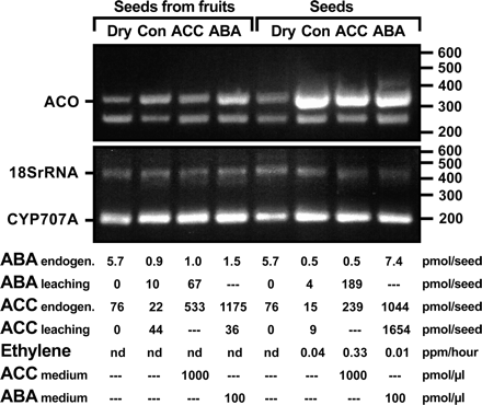 The effects of abscisic acid (ABA) and 1-aminocyclopropane-1-carboxylic acid (ACC, ethylene precursor) on the transcript expression of ACC oxidase (ACO, ethylene-forming enzyme) and ABA 8′-hydroxylase (CYP707A, ABA-degrading enzyme), ACC, and ABA leaching into the medium, ethylene evolution and endogenous ACC and ABA of either seeds dissected from incubated fruits (left) or incubated ‘isolated seeds’ (right). RT-PCR was performed from total RNA extracted from seeds at the incubation time T50% (see Fig. 5). Specific primers for conserved regions of the known Beta vulgaris ACO (BI095869, NCBI database, http://www.ncbi.nlm.nih.gov) and CYP707A (BQ582685, NCBI database) mRNA sequences were used that resulted in the expected amplification of 340-bp and 201-bp bands, respectively; 18S rRNA primers amplifing 0.45 kb PCR bands served as internal controls. The endogenous ABA and ACC contents of seeds at T50% were calculated from Fig. 5 (dry seed mass=3.6±0.4 mg; a similar volume in μl was determined). Ethylene evolution at T50% was determined in the time window between 48 h and 62 h; nd=not detected, i.e. below the detection limit. ABA and ACC leaching into the medium was determined prior to radicle emergence (prior to T1%) in the time window between 0 h and 30 h. For comparison, the ABA and ACC concentrations of hormone additions to the medium are presented in the last rows. These experiments were performed with the experimental setup described in Figs 4 and 5.
