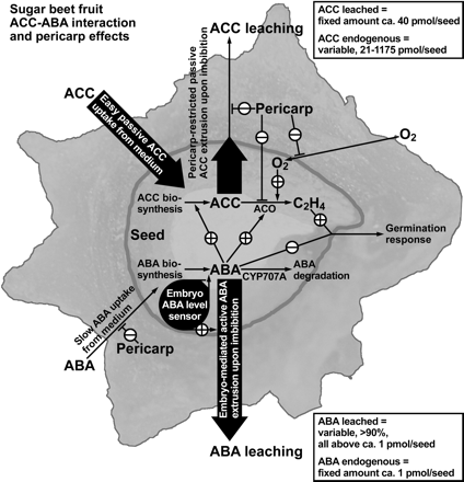Working model for the interaction between abscisic acid (ABA), 1-aminocyclopropane-1-carboxylic acid (ACC, ethylene precursor), ethylene, and the pericarp on the germination response (radicle emergence) of sugar beet fruits. According to this model the ABA content of the seed is kept low at c. 1 pmol seed−1 in accordance with the non-dormant state. This is achieved by the combined action of ABA degradation, an ‘embryo ABA level sensor’ and an embryo-mediated active ABA extrusion system. The pericarp supports this system and allows fast ABA extrusion leading to the low seed ABA contents. In addition, even minor elevations in the seed ABA contents cause increased ACC biosynthesis and ACO transcript expression. In contrast to this, ACC does not affect the endogenous seed ABA contents. ACC can accumulate in the seed to extremely high contents and the pericarp restricts ACC leaching. Only a fixed amount of c. 40 pmol seed−1 leached out, irrespective of the endogenous ACC content. The pericarp restricts oxygen uptake and as the ACO enzyme requires oxygen, the conversion of ACC to ethylene is inhibited. In addition, the pericarp inhibits ACO gene expression, which might also be regulated by hypoxia. According to this model, sugar beet radicle emergence as the germination response depends on the antagonistic interaction between ACC/ethylene and ABA in the seed and on the physicochemical characteristics of the pericarp.