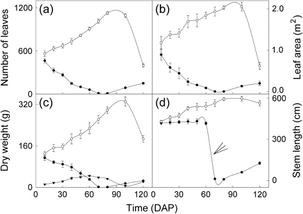 Means (±SE, n=8) of number of leaves (a), leaf area (b), dry weight of living tissues (c), and stem length (d) on different days after parasitization (DAP). Open circles, uninfected M. micrantha plants; closed circles, M. micrantha plants infected by C. campestris; closed triangles, C. campestris. The arrow in (d) indicates the sharp decrease in stem length in the infected from 60 DAP to 70 DAP due to the dying off of the upper parts of the host shoots.