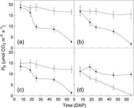 Mean (±SE, n=8) of the net photosynthetic rates (Pn) of leaves from different leaf order positions of uninfected (open circles) and infected (closed circles) M. micrantha plants by C. campestris between 7 d and 65 d after parasitization (DAP). (a), (b), (c), and (d) are for the 1st, 4th, 8th, and 12th fully expanded mature leaves, respectively.