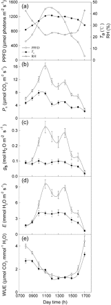 Diurnal changes in photosynthetic photon flux density (PPFD), air temperature (Ta), and relative humidity (RH) at the experimental site (a) and diurnal variations of net photosynthetic rate (Pn) (b), stomatal conductance (gs) (c), transpiration rate (E) (d), and water use efficiency (WUE) (e) of leaves of uninfected (open circles) and infected (closed circles) M. micrantha by C. campestris.