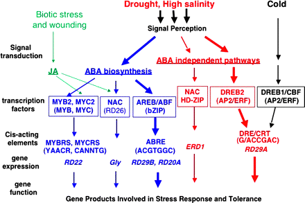 Transcriptional regulatory networks of abiotic stress signals and gene expression. At least six signal transduction pathways exist in drought, high salinity, and cold-stress responses: three are ABA dependent and three are ABA independent. In the ABA-dependent pathway, ABRE functions as a major ABA-responsive element. AREB/ABFs are AP2 transcription factors involved in this process. MYB2 and MYC2 function in ABA-inducible gene expression of the RD22 gene. MYC2 also functions in JA-inducible gene expression. The RD26 NAC transcription factor is involved in ABA- and JA-responsive gene expression in stress responses. These MYC2 and NAC transcription factors may function in cross-talk during abiotic-stress and wound-stress responses. In one of the ABA-independent pathways, DRE is mainly involved in the regulation of genes not only by drought and salt but also by cold stress. DREB1/CBFs are involved in cold-responsive gene expression. DREB2s are important transcription factors in dehydration and high salinity stress-responsive gene expression. Another ABA-independent pathway is controlled by drought and salt, but not by cold. The NAC and HD-ZIP transcription factors are involved in ERD1 gene expression.