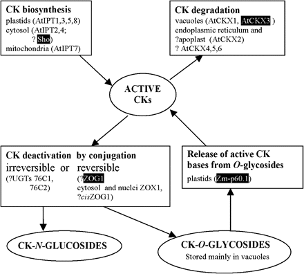 Simplified model of CK metabolism including known localization of examples of involved enzymes proved by in planta experiments. The enzymes employed in this study are highlighted. AtCKX, Arabidopsis CK oxidase/dehydrogenase (Werner et al., 2003); AtIPT, Arabidopsis isopentenyltransferase (Kasahara et al., 2004); Sho, petunia isopentenyltransferase (Zubko et al., 2002); UGT, Arabidopsis N-glucosyltransferase (Hou et al., 2004); Zm-p60.1, maize β-glucosidase (Kristoffersen et al., 2000); ZOG1, bean trans-zeatin-O-glucosyltransferase (Martin et al., 2001a); cisZOG, maize cis-zeatin-O-glucosyltransferase (Martin et al., 2001b); ZOX1, bean zeatin-O-xylosyltransferase (Martin et al., 1993); ?, unknown or uncertain localization. The interconversions among iP-, transZ-, cisZ-, and DHZ-type CKs and their bases, ribosides, and phosphates, CK transport and tissue localization are not depicted. For more details see Sakakibara (2006).