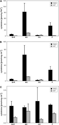 Cytokinin content (B+R, free bases and ribosides; NG, N-glucosides; OG, O-glucosides; P, phosphates) in leaves (per fresh weight A and per unit of chlorophyll B) and in isolated intact chloroplasts (C) of transgenic dexamethasone-induced Sho (SHO, black) and control SR1 (WT, striped) tobacco. Error bars display the SE.