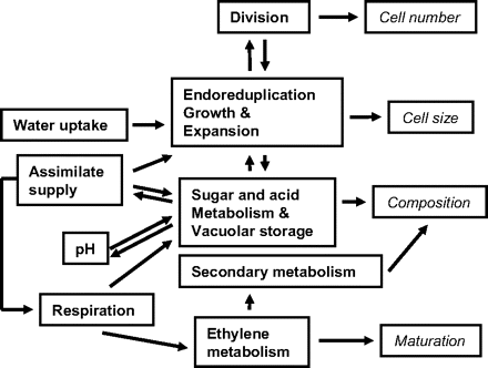 Schematic representation of the relationships between processes at the cell level as considered in the virtual fruit, and links with cell number, size, composition, and maturation (italics). Division was assumed to be related to assimilate supply, water uptake, and other processes through its link with cell growth. The cell growth and expansion were dependent on water uptake, assimilate supply, DNA endoreduplication, and metabolism. The sugar and acid metabolism which determines fruit acidity and sweetness interacts with a number of processes such as assimilate supply and respiration. The ethylene metabolism which was related to fruit maturation and accumulation of secondary compounds was assumed to be controlled by respiration. In numerous cases, feedback loops are involved in the link between processes. Models are available for all the processes except for the secondary metabolism.