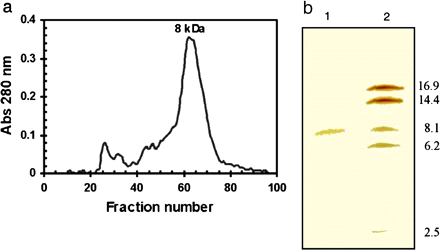 Isolation of an 8 kDa protein from heat-treated green tomato pericarp. (a) The separation of an 8 kDa protein on a Sephacryl S300 column. Molecular weights were calculated from the standards blue dextran, bovine serum albumin, trypsin, and cytochrome c. (b) Identification by SDS-PAGE on a high density gel (silver-stained) of the 8 kDa protein in fraction 63 from the Sephacryl S300 column (lane 1) and molecular weight markers, myoglobin, (Pharmacia) (lane 2).