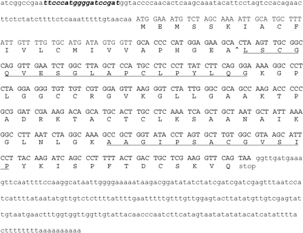 Nucleotide and deduced amino acid sequence of the 8 kDa protein based on several full-length ESTs from Lycopersicon esculentum Micro-Tom fruit (FC04BB09, FC08DF03, FC17AD03, FC05DE06, FC04DB01, FC17AD01, FC26DE02, and FC09BF12), submitted in April 2005 by Kazusa DNA Research Institute, Kisarazu, Chiba, Japan. The coding region is shown in upper-case letters and the flanking regions in lower-case letters. A putative intron in the leader sequence is shown in bold italics. The amino acid sequence of the obtained peptide sequences is underlined. The predicted cleavage site in the mature protein is indicated by an arrowhead between amino acids 24 and 25.