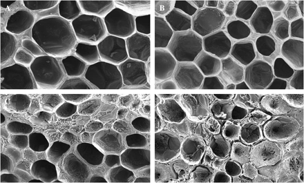 Effect of the 8 kDa protein on in vivo cell wall properties analysed by SEM (×100). Cut surfaces of mature green fruit pericarp discs were treated with buffer (A), or buffer containing purified 8 kDa protein (B). Breaker tomato fruit pericarp discs were also treated with buffer (C) or with buffer containing purified 8 kDa protein (D).