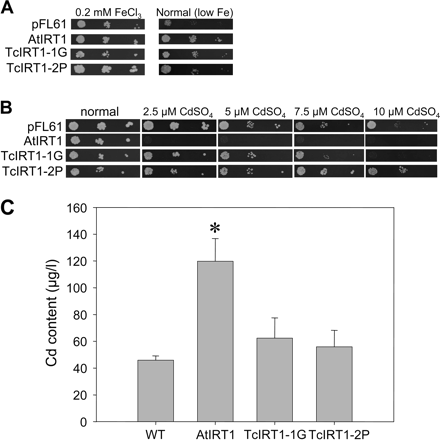 Yeast functional assays of metal uptake-defective yeast mutants transformed with pFL61, pFL61/AtIRT1, pFL61/TcIRT1-1G (full-length), or pFL61-TcIRT1-2P (TcIRT1 truncated). A growth drop test analysis showing relative growth of yeast at three dilutions (see Materials and methods). (A) Complementation of the fet3fet4 (DEY1453 strain) yeast mutant deficient in low- and high-Fe uptake on synthetic medium (normal) or supplemented with 200 μM FeCl3. (B) Effect of different Cd concentrations on the growth of the wild type (DEY1457). In (A) and (B), 0.2, 0.02, and 0.002 OD600 unit drops of overnight cultures were spotted on synthetic medium (from left to right), and plates were incubated at 30 °C for 4 d. These experiments were repeated three times, each time with two independent colonies, and the data shown are from one representative experiment. (C) Cadmium uptake by the wild-type yeast expressing pFL61, pFL61-AtIRT1, pFL61-TcIRT1-G (full-length), or pFL61-TcIRT1-P (truncated). The growth medium contained 50 μM CdSO4, and Cd uptake by yeast was measured by ICP-MS after 4 h. The data are normalized for a yeast suspension of 1 OD. Four independent transformants were used in this experiment. The error bars are the SD of the mean. Significant difference (P ≤0.05) is shown by an asterisk.