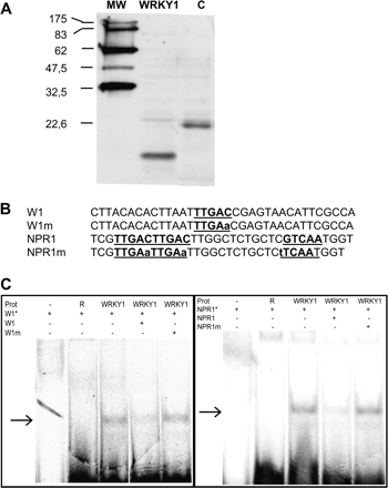 Specific W-box binding activity of VvWRKY1. (A) Detection of the in vitro synthesized VvWRKY1 protein. A 2 μl aliquot of the reagent was used for SDS-PAGE. Separated proteins were transferred onto a nitrocellulose membrane and detected using a chemiluminescent method. MW corresponds to the molecular ladder, WRKY1 to the VvWRKY1 protein, and C is an in vitro synthesized control protein of 22.6 kDa. (B). Nucleotide sequences and their mutant versions used as probes and specific competitors in EMSA. W1 was derived from the PcPR1 promoter (Rushton et al., 1996) and NPR1 is from the NtNPR1 promoter (Yu et al., 2001). The W-box elements (TGAC core) are underlined. The mutated nucleotides are in lower case. (C). Binding activity of VvWRKY1 to the W-box element was determined by gel mobility shift assay. Labelled probes (W1*, NPR1*) were incubated with VvWRKY1 protein (WRKY1). Competitors (W1, NPR1, or mutated probes) were added in 200-fold molar excess. The second lane represents DNA binding incubation with the rabbit reticulocyte lysate (R). Arrows indicate DNA–protein complexes.