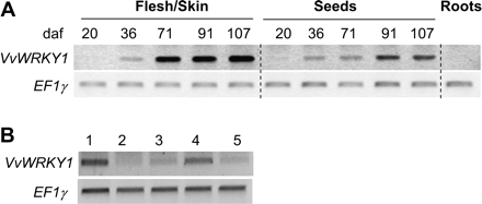 VvWRKY1 expression during grape berry and leaf development. (A) Berries were harvested 20, 36, 71, 91, and 107 days after flowering (daf). Flesh and skin were separated from seeds. Semi-quantitative RT-PCR analyses were performed on total RNA prepared from these samples for VvWRKY1 expression. Elongation factor EF1γ was used as quantitative control. (B) Leaves of grape cuttings were harvested at different stages of leaf development. Numbers above the lines correspond to: 1, apex and very young leaves; 2, young leaves of about 2–3 cm wide; 3, 4–5 cm wide leaves; 4, 6–7 cm wide leaves; 5, mature and well-developed leaves about 9–10 cm wide.