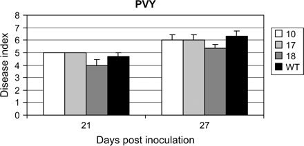 Susceptibility levels of VvWRKY1 transgenic tobacco lines infected by potato virus Y. Three transgenic tobacco lines (10, 17, and 18) and wild-type plants (WT) were inoculated with PVYN. Necrotic and mosaic symptoms on infected leaves were evaluated 21 d and 27 d after infection according to a visual scale from 1 to 11. Data represent means, and bars indicate standard errors. Data were statistically analysed by ANOVA, and asterisks indicate values that are significantly different (P <0.05) from the wild type.