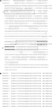Comparison of MtENOD40 sequences. (A) Nucleotide sequence alignment of MtENOD40-1 (lower case) and MtENOD40-2 (upper case). Box1 and box2 sequences are boxed. Within box2, the nucleotide sequences conserved in all ENOD40 sequences (Kouchi et al., 1999) are in bold. Nucleotide sequences of primers for gene-specific knock-down are underlined. Primer names are indicated on the right. (B) Nucleotide sequence alignment of box1 and amino acid sequence alignment of the ORF in box1 of legume ENOD40 genes. Plant species abbreviations and GenBank accession nos: MsENOD40, Medicago sativa (L32806); MtENOD40, Medicago truncatula (1, X80264; 2, X80262); VsENOD40, Vicia sativa (X83683); PsENOD40, Pisum sativum (X81064); TrENOD40, Trifolium repens (1, AF426838; 2, AF426839; 3, AF426840); SrENOD40, Sesbania rostrata (Y12714); PvENOD40, Phaseolus vulgaris ((X86441); LjENOD40, Lotus japonicus (1, AF013594; 2, AJ271788); GmENOD40, Glycine max (1, X69154; 2, D13503).