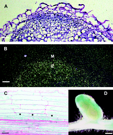 Expression of MtENOD40-2 during nodulation. (A, B) In situ hybridization of a longitudinal section hybridized to [35S]UTP-labelled antisense MtENOD40-2 RNA. Bright field micrograph (A). Dark field micrograph (B), where the signal appears as white grains. Signal is present in the infection zone (IZ) and absent from the meristem (M). Bar=200 μm. (C) Histochemical localization of GUS activity in a semi-thin (7 μM) section of pMtENOD40-2:GUS roots, 2 d after inoculation with S. meliloti. Dividing cortical cells are indicated by an asterisk (*). Bar=25 μm. (D) Whole-mount detection of pMtENOD40-2:GUS activity in 21-d-old nodules, showing promoter activity in the apical part of the nodule and in vascular bundles. Bar=0.5 mm.