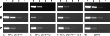 RT-PCR analyses of MtENOD40-1 and MtENOD40-2 expression in knock-down roots using gene-specific primers. (A) MtENOD40-1 RNA level in MtENOD40-1 RNAi (column a), MtENOD40-2 RNAi (column b), and double RNAi (column c). Reduction of MtENOD40-1 RNA level in MtENOD40-1 RNAi and double RNAi, but not in MtENOD40-2 RNAi (column b) roots, compared with control roots (column d). (B) MtENOD40-2 RNA level in MtENOD40-1 RNAi (column a), MtENOD40-2 RNAi (column b), and the double RNAi (column c). The MtENOD40-2 RNA level is reduced in MtENOD40-2 RNAi and double RNAi, but not in MtENOD40-1 RNAi roots, compared with control roots (column d). (C) Mtactin2 RNA levels. Amplification is shown in 0- (1), 5- (2), 25- (3), and 125-fold dilutions (4) of the cDNA mix at a fixed number of cycles; 30 cycles for MtENOD40-1, 30 cycles for MtENOD40-2, and 22 cycles for Mtactin.