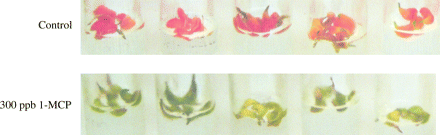 Sepals cultured in vitro for 35 d at 16 °C.