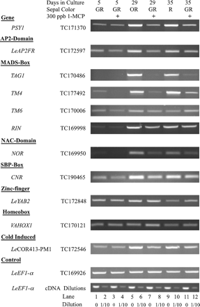 RT-PCR of transcripts regulated during cool temperature ripening in untreated sepals and sepals treated with 1-MCP. GR, green; OR, orange/red; R, red; +, 1-MCP treatment. At the bottom is a control PCR of LeEF1-α indicating relative abundance of mRNAs. Odd-numbered lanes contain samples obtained exactly as in the reactions above, while the even-numbered lanes were the same reverse transcription reaction samples that were diluted 10-fold and used in the PCR.